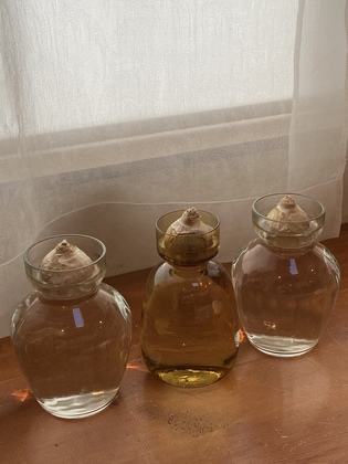 ヒヤシンスの球根を水栽培します！